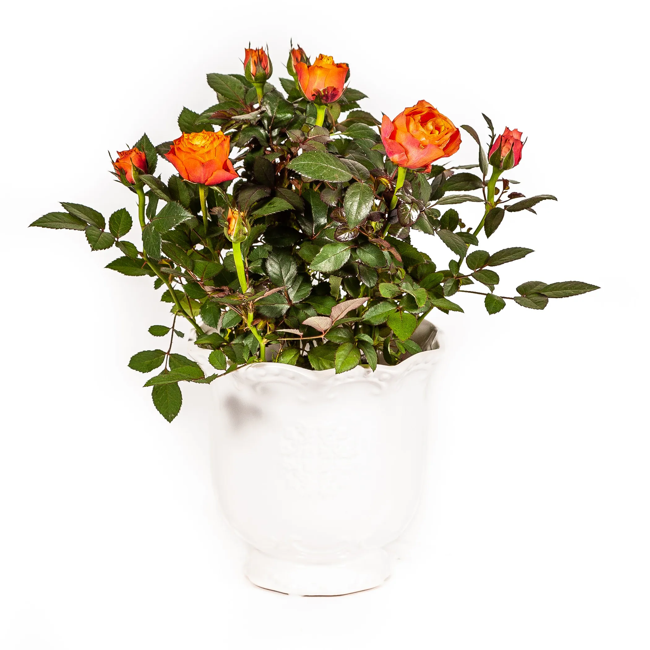 Rose in pot - Image 2