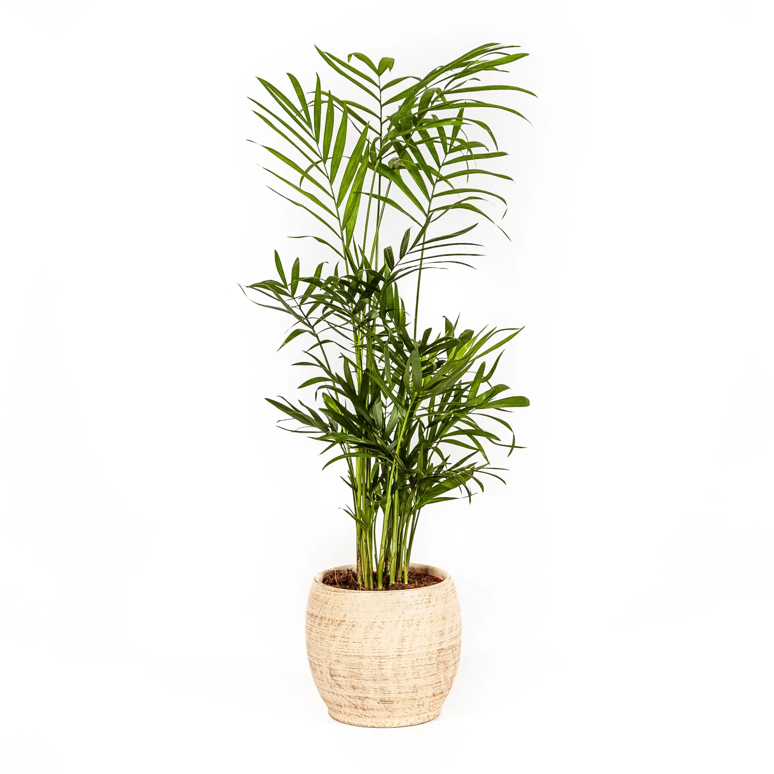 Vääris-mägipalm