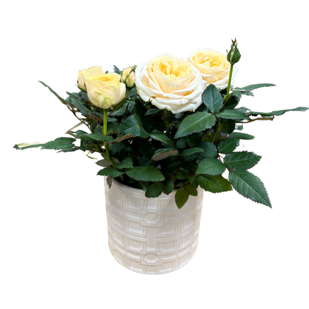 Rose in pot - Image 3