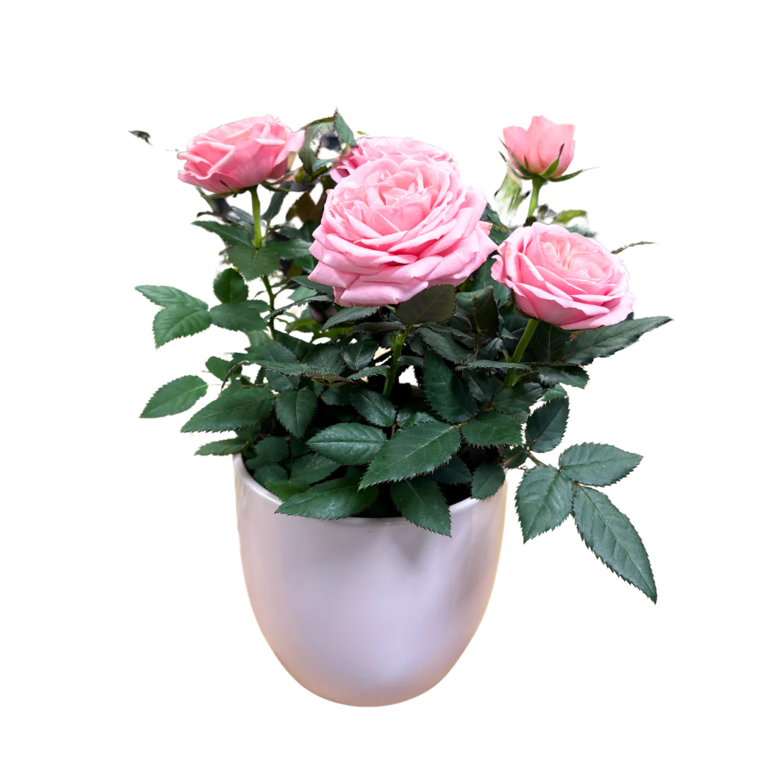 Rose in pot