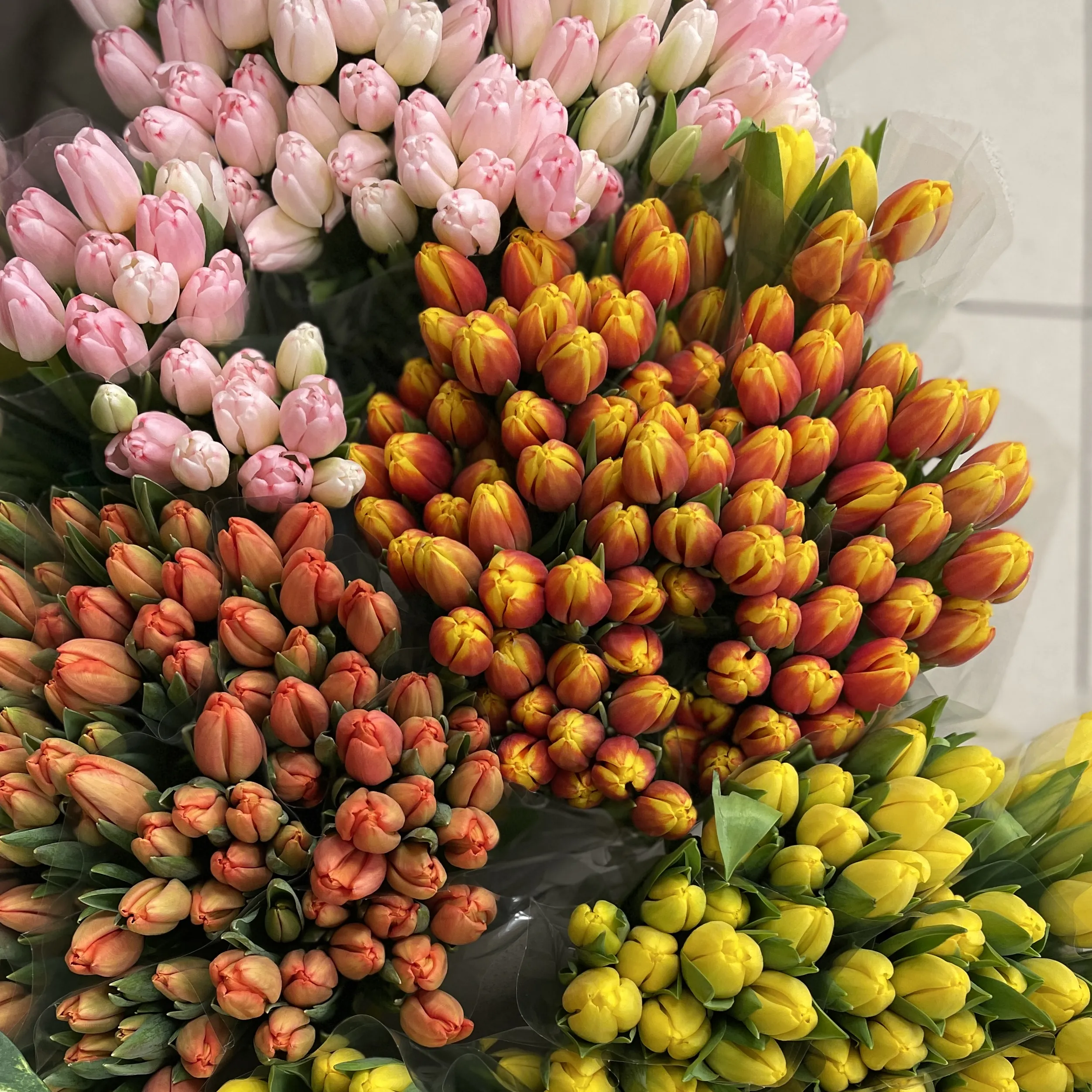 Тюльпаны — изображение 5