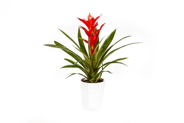 Guzmania