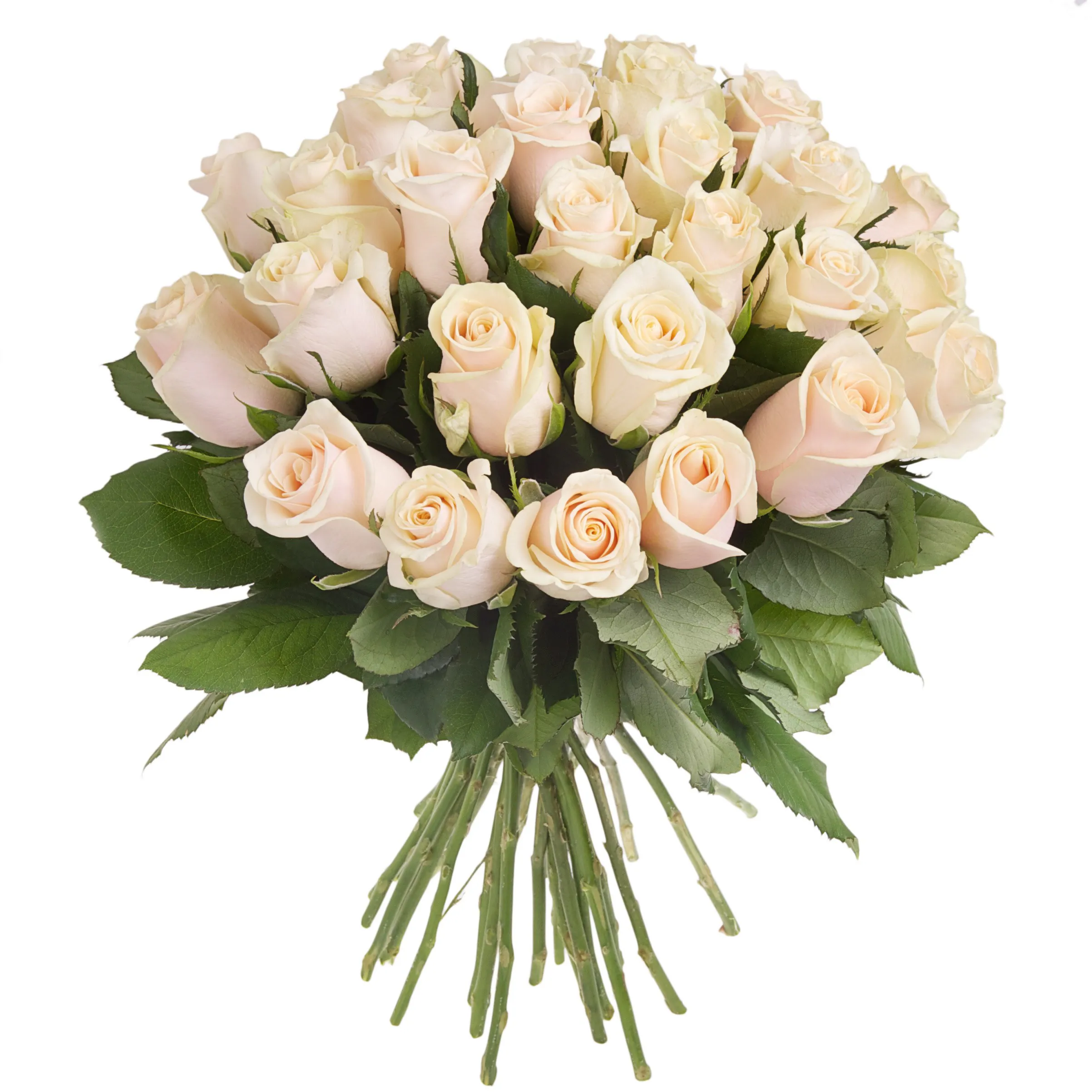 Bouquet of roses - 25 white roses