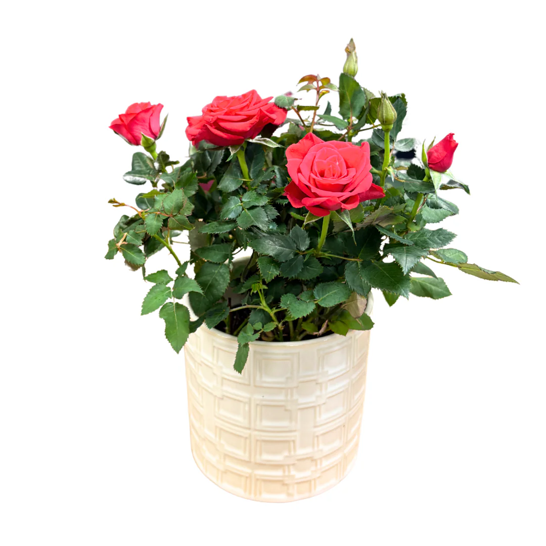 Rose in pot - Image 4
