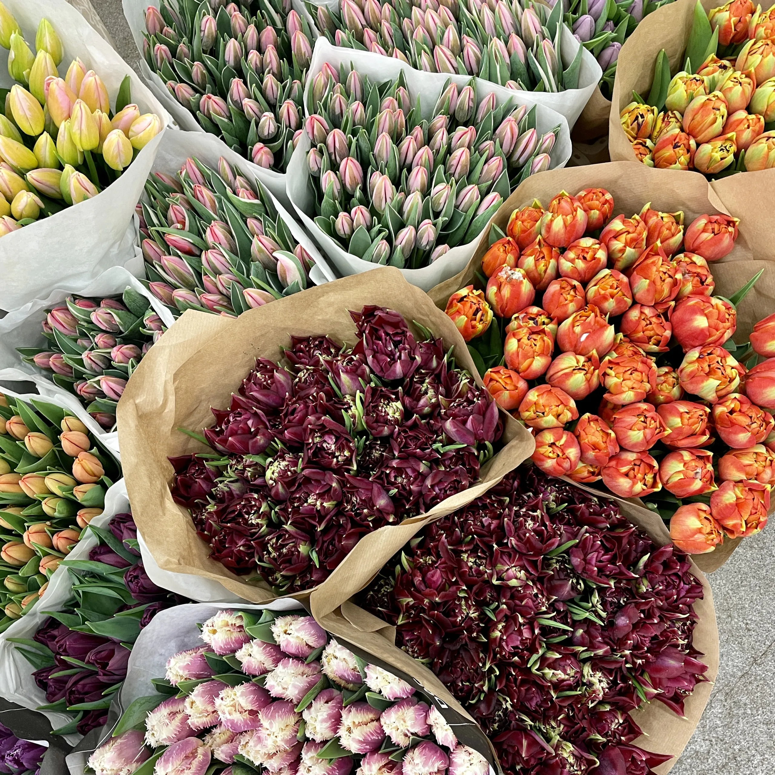 Тюльпаны — изображение 4