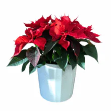 Poinsettia