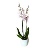 Phalaenopsis - Image 2